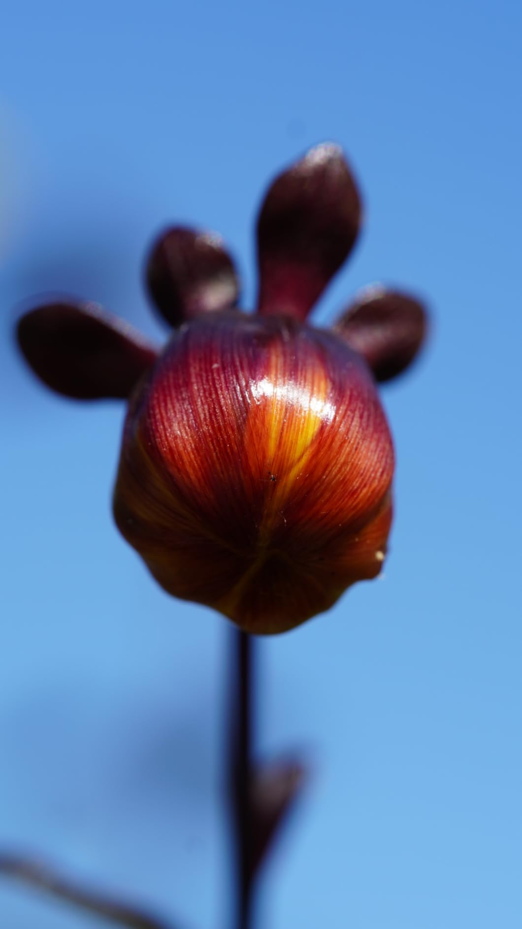 Tamron 90mm F/2.8 Di III VXD 1:1 Macro for Sony E-Mount customer photo 1