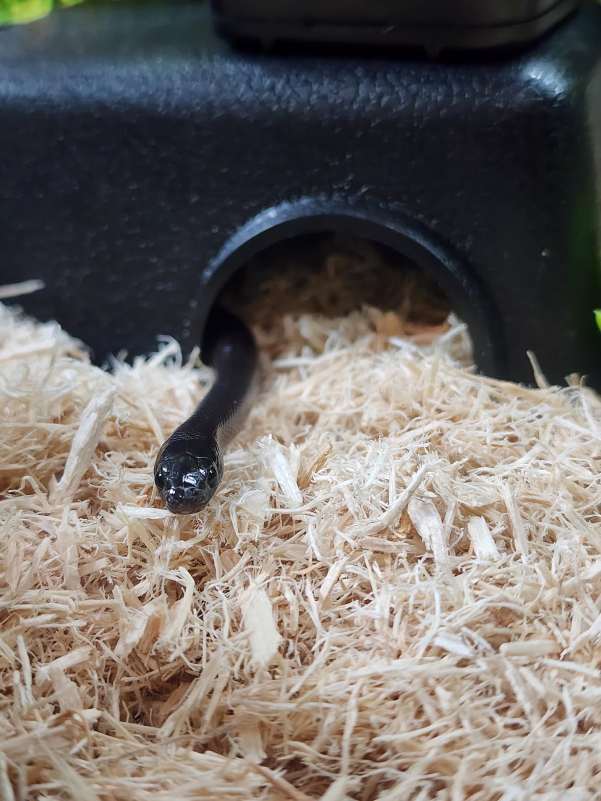 Reptile Hide Box Snake Hide Feel Secure and Safe, Gecko Hide (Black, Large 2 Pcs) customer photo 1