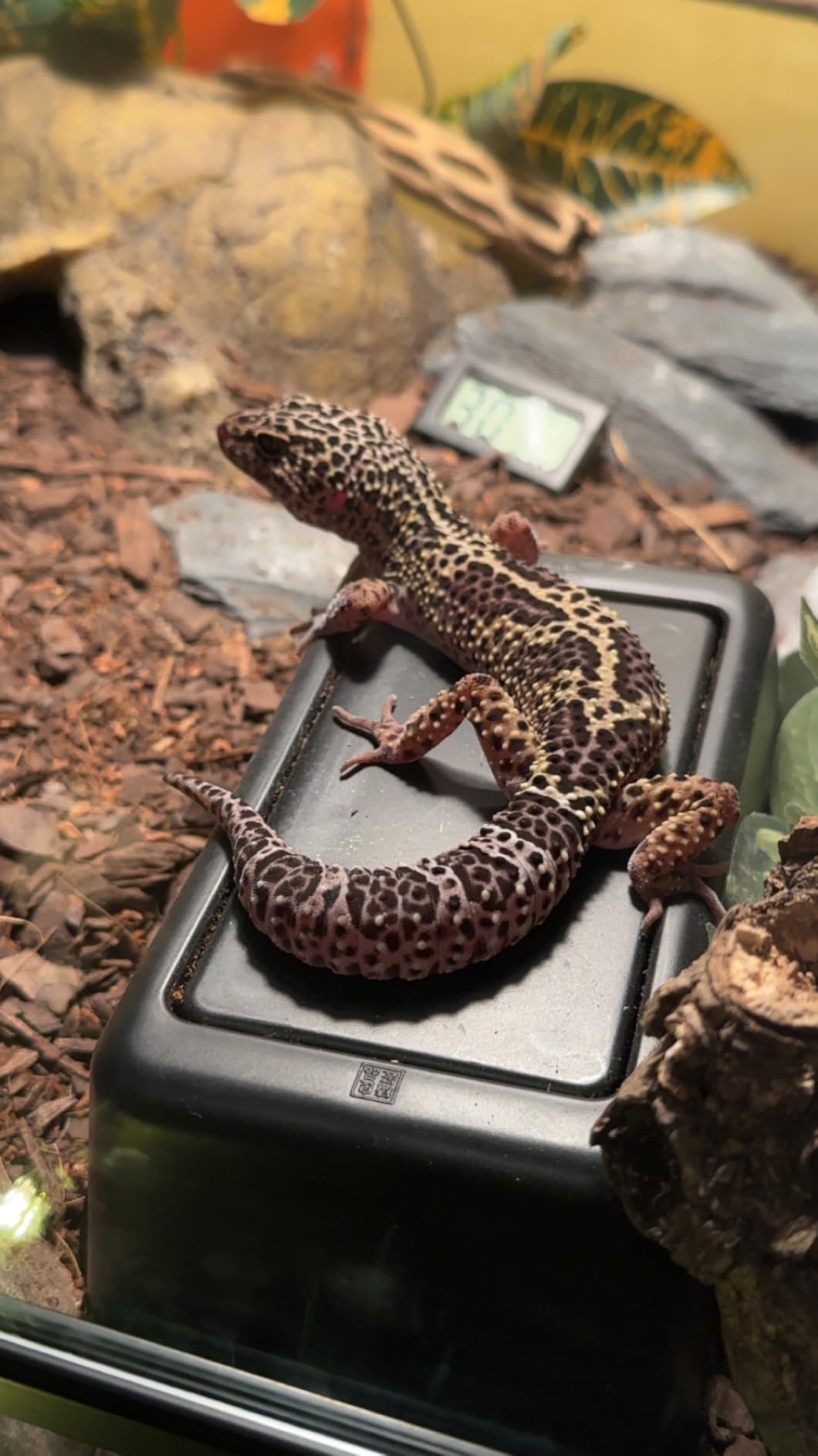 Reptile Hide Box Snake Hide Feel Secure and Safe, Gecko Hide (Black, Large 2 Pcs) customer photo 2