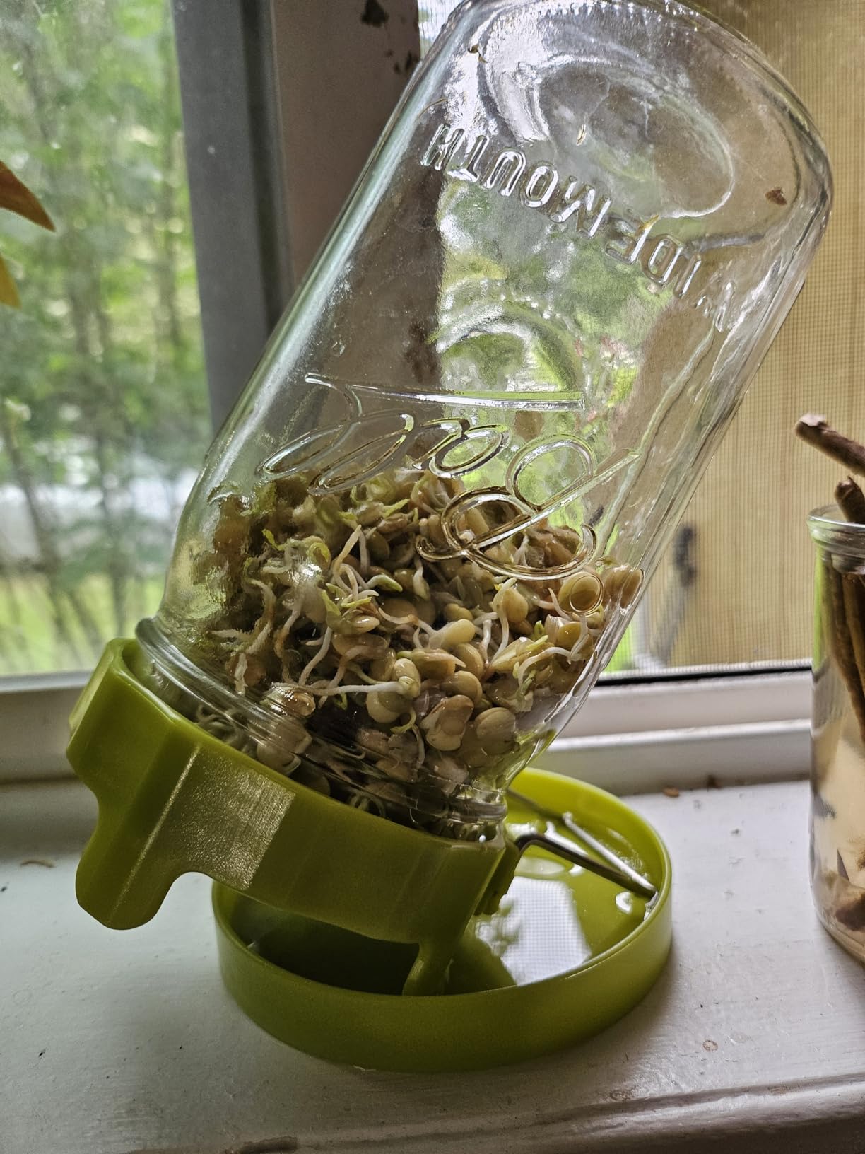 Wide Mouth Mason Jar Sprouting Kit with Sprouting Lids and Drainage Tray - Ideal for Bean, Alfalfa Sprouts and Microgreens, Vertical and Angled Placement Support(Two lids and two drip trays) customer photo 1