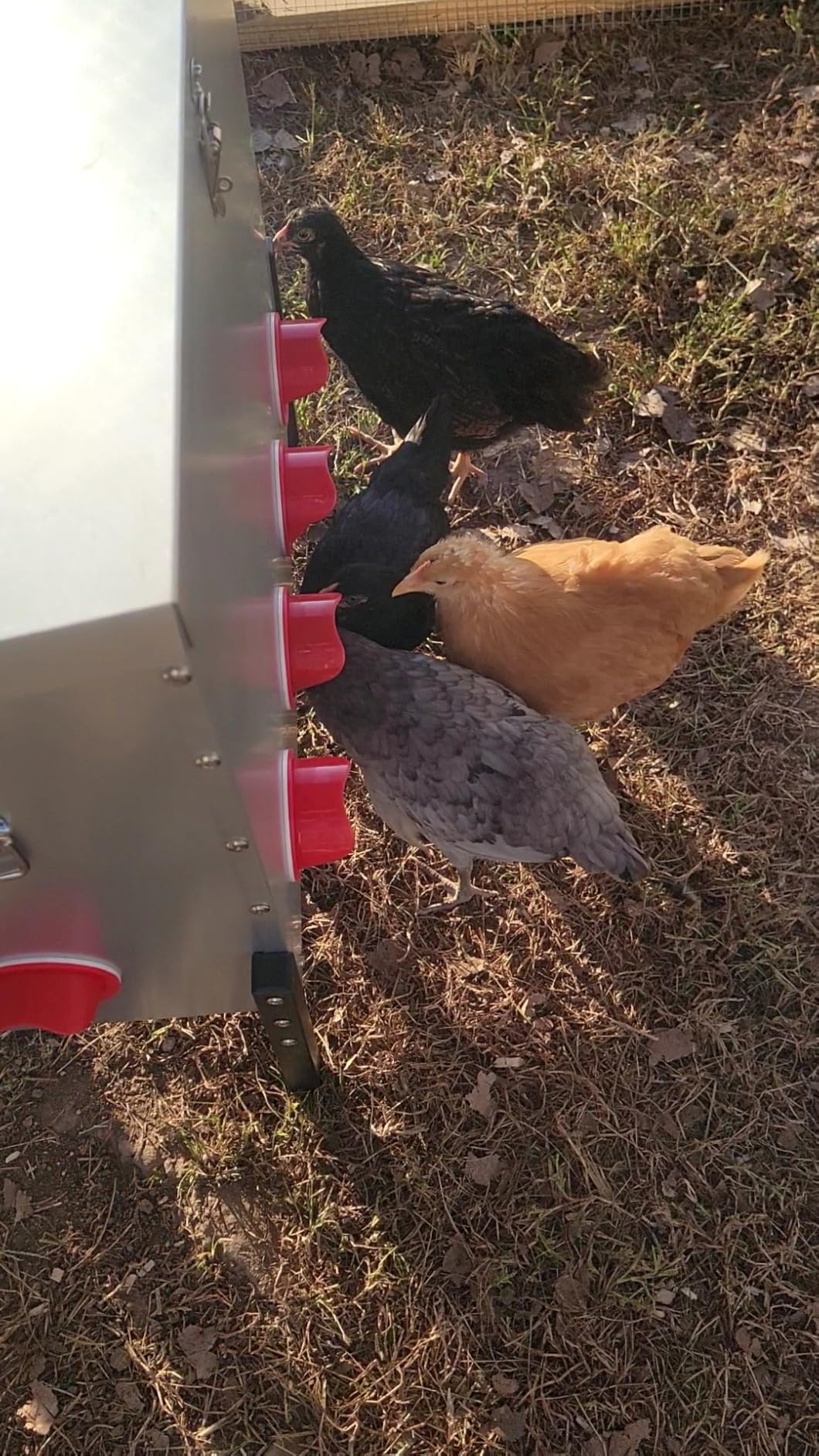 TGEYD 30 lb Chicken Feeder with 6 No-Waste Ports - Heavy-Duty Outdoor Metal Feeder with Adjustable Height, Locking Lid & Riveted Handles - Rustproof Feed Box for Poultry & Backyard Chickens customer photo 2