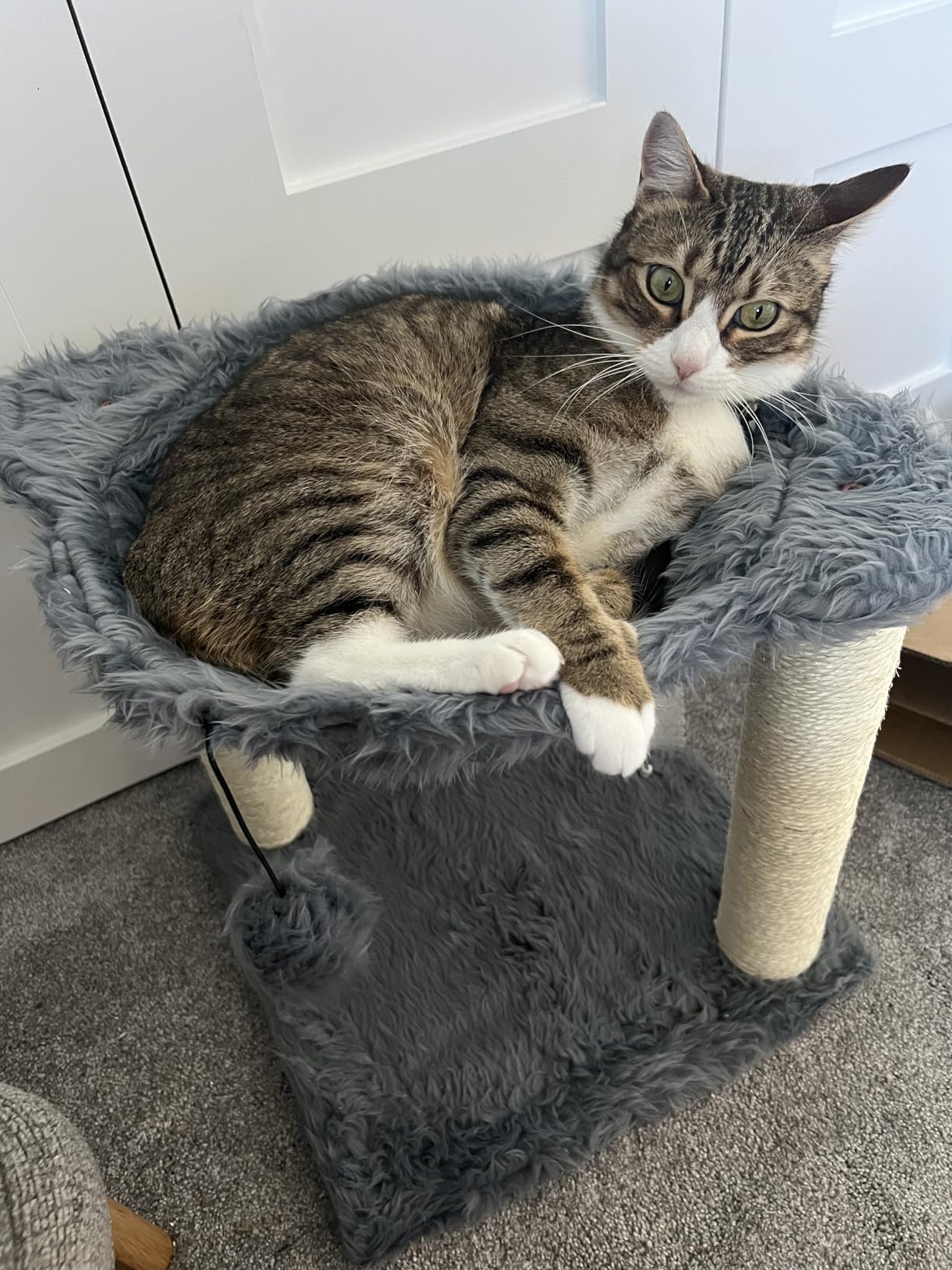 Cat Climbing Wall System - Modern Floating Shelves & Perches for Cats - Sunrise Steps | Ascentials by FurHaven customer photo 2