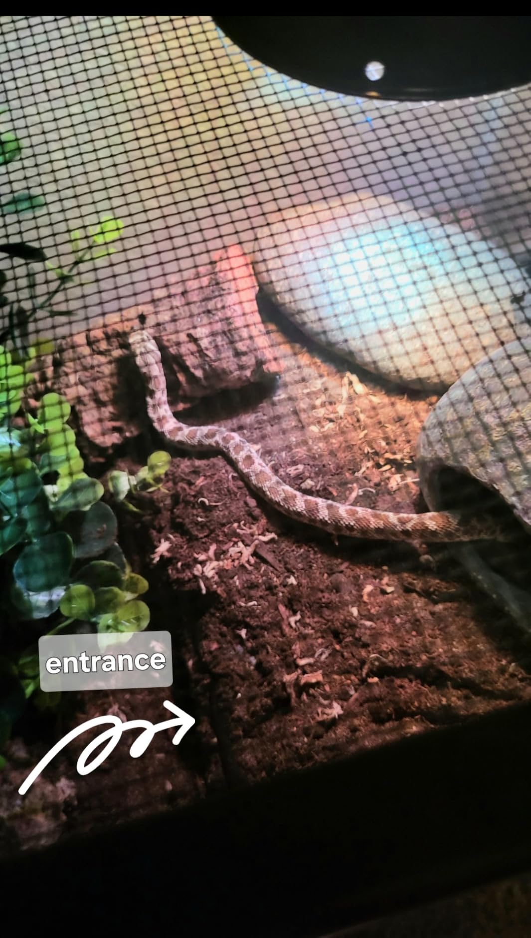 Durable Reptile Hide Box, Ball Python Hide, Leopard Gecko Hide, Bearded Dragon Hide, Easy to Clean Reptile Hides Cave for Tank, Snake Hide Enclosure (9.45