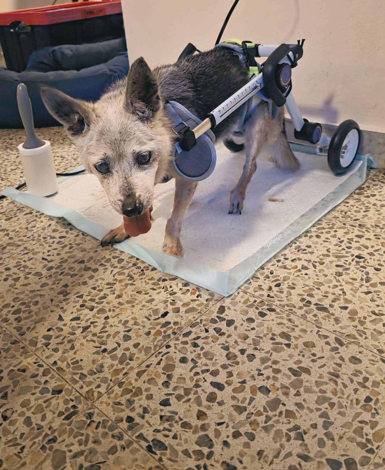 Adjustable Dog Wheelchair for Back Legs Mobility Support Lightweight Pet Wheelchair for Disabled Hind Legs Walking Stable Dog Cart for Pets customer photo 1