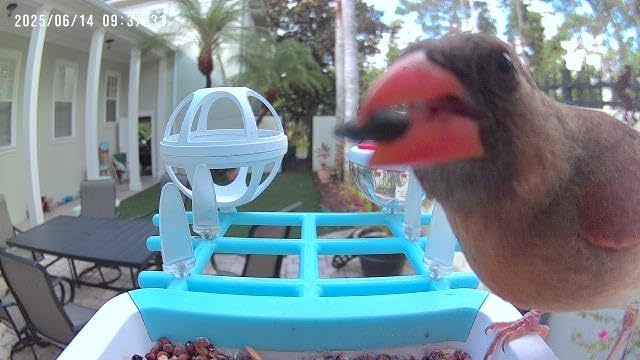 Bird Feeder with Camera 2K HD AI Smart Identify Bird Species Solar Panel Outdoors Birdhouse with Cam, Instant Arrival Alerts, Capture Bird Video, Gifts for Mom Dad customer photo 1