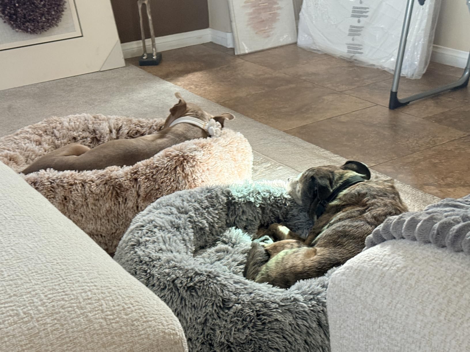 36 inches Donut Dog Bed for Large Dogs - Calming Fluffy Round Pet Bed with Removable & Washable Cover,Fits up to 80 lbs Pets (Dark Grey,Large) customer photo 2