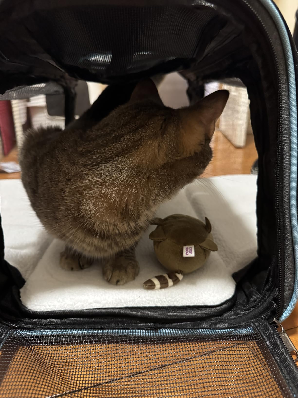 Pesen Expandable Dog & Cat Carrier, Airline Approved Soft Pet Carrier, Breathable & Collapsible Design, Ideal for Small Dogs, Cats, Rabbits and Other Small Animals - Larger Expansion Area for Comfort customer photo 1