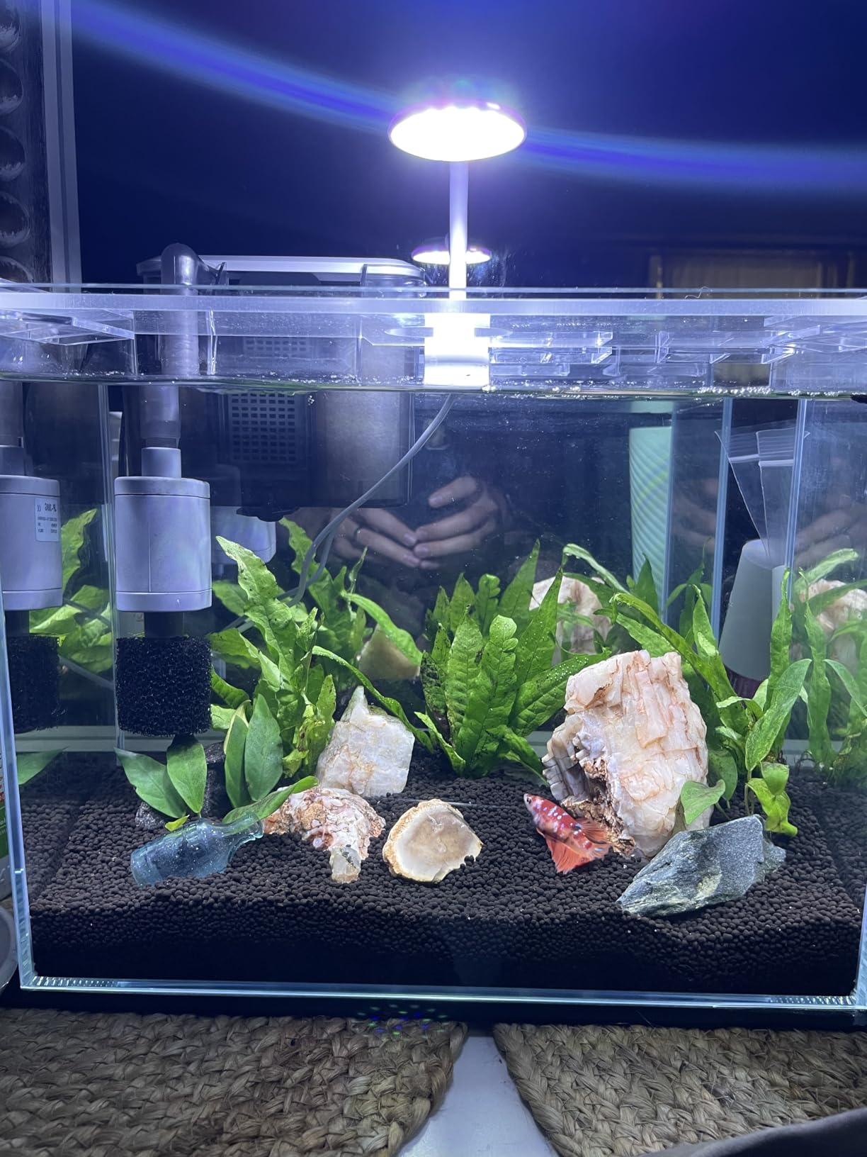 10 Gallon Glass Small Fish Tank with Filter Light and Lid, Aquarium Starter Kit customer photo 1