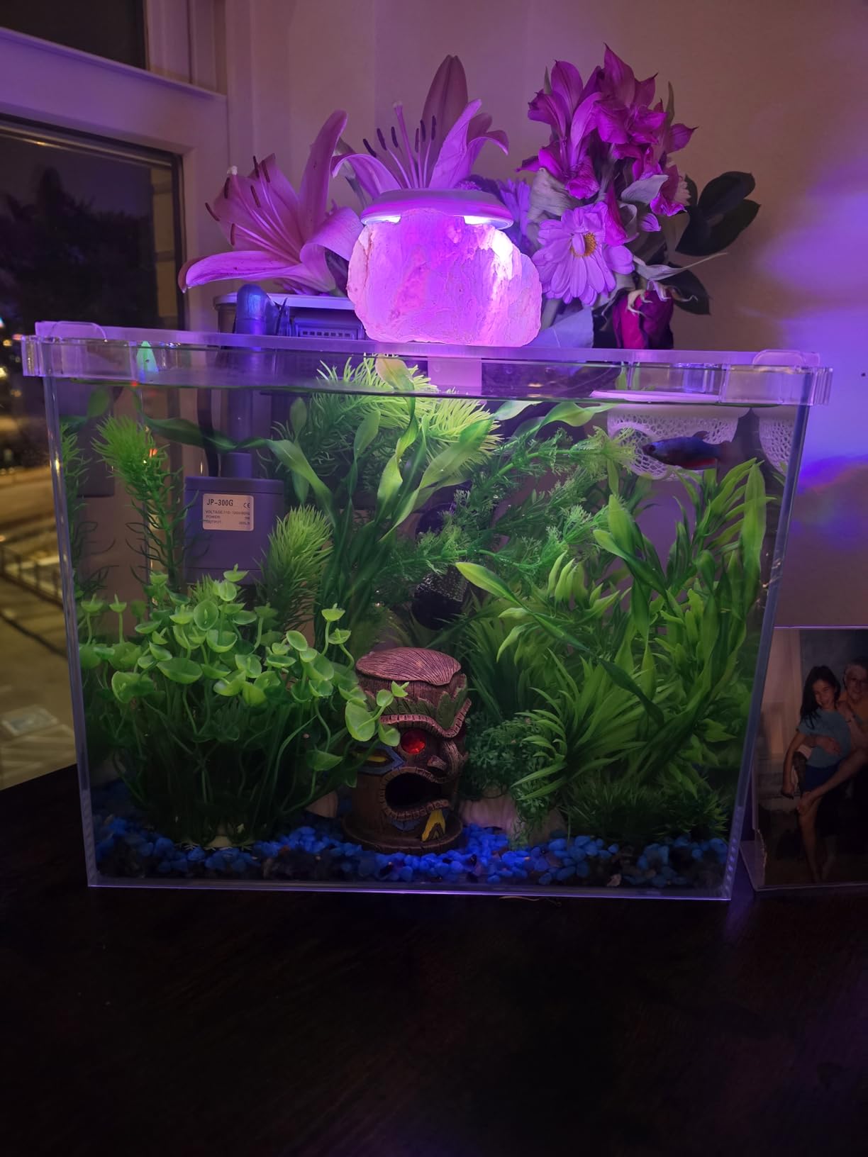 3 Gallon Glass Small Fish Tank, Betta Fish Tank Starter Kit with Filter, Lights, Lid. customer photo 2
