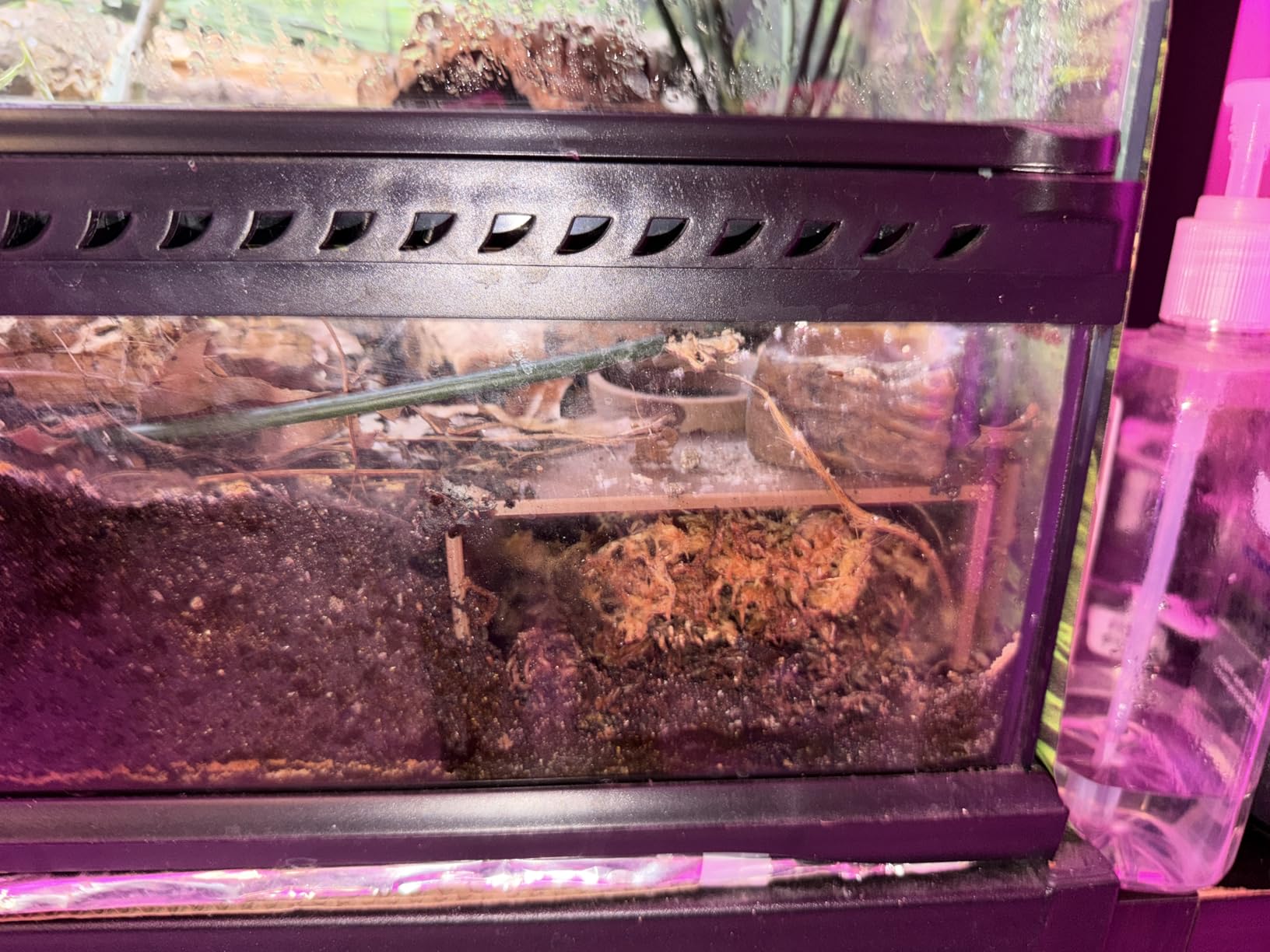 Reptile Corner Underground Cave Viewing Hide | Hognose Snake, Corn Snake & Leopard Gecko Hideout Reptile Habitat Tank Enrichment | Decor Decoration Accessories Supplies Toys Ornaments customer photo 2