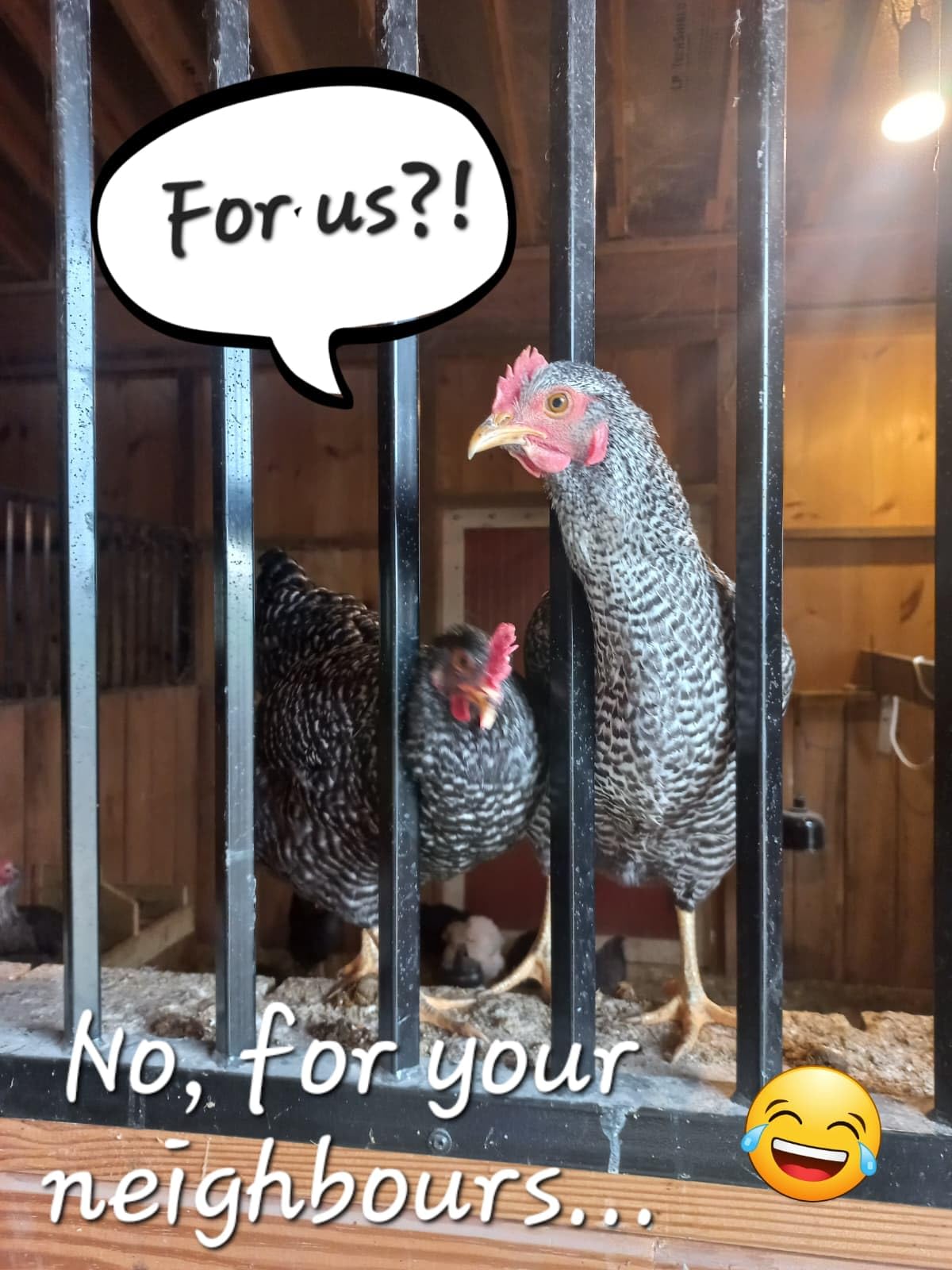 Chicken Nesting Boxes for Chicken Coop, 6 Compartments Wall-mountable Chicken Laying Boxes Easy Egg Collection with Ventilated Design, Weatherproof Galvanized Steel Metal Roosting Boxes customer photo 1