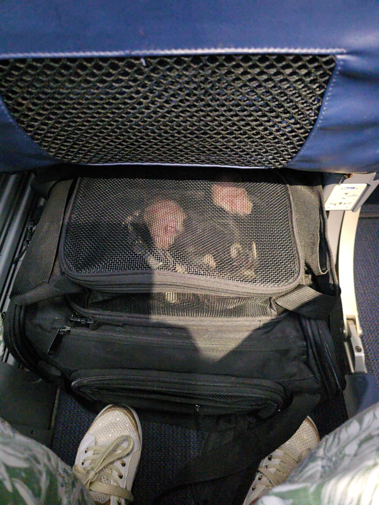 Top and 2 Sides Expandable Pet Carrier 17x11x9.5, TSA Airline Approved Small Dog Carriers for Small Dogs, Soft-Sided Cat Carrier with Self-Locking Zippers for Kitten,Rabbit, Puppy, Guinea Pig Black customer photo 1