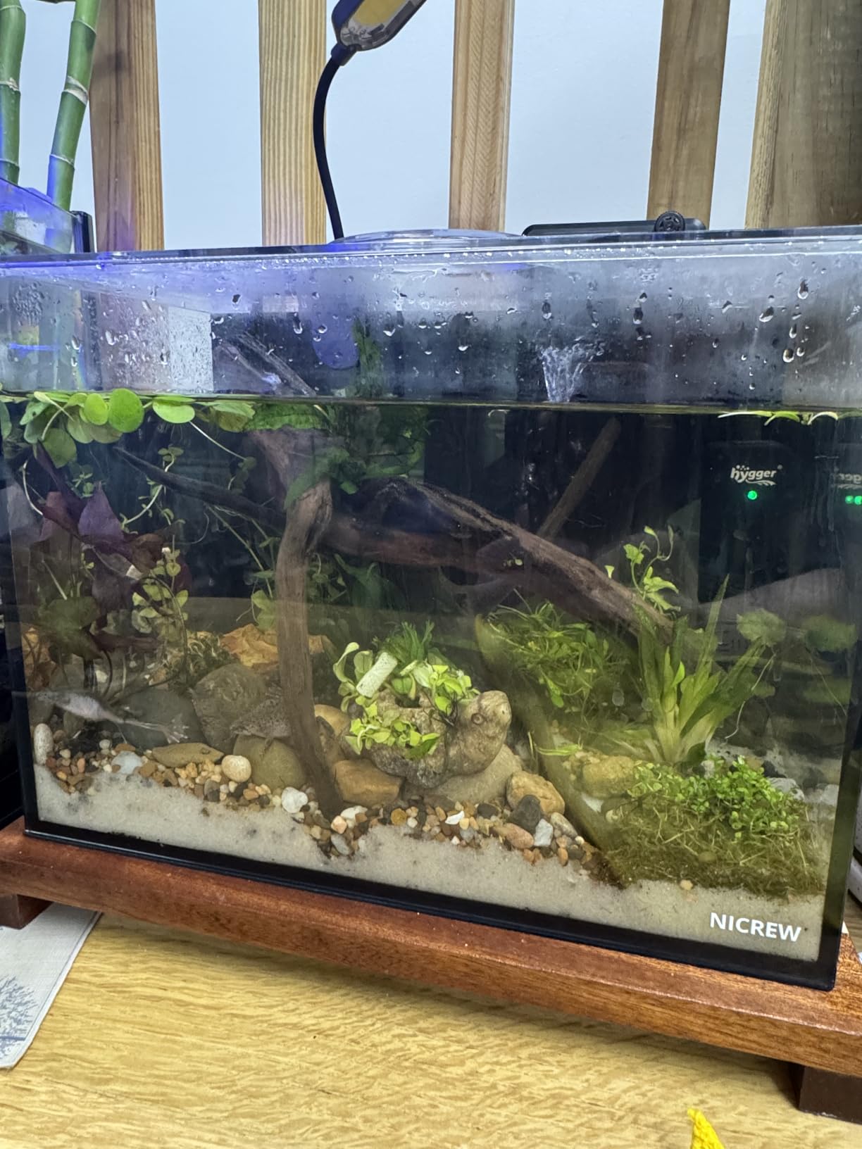 NICREW 2.5 Gallon Nano Nature Aquarium Kit, Ultra-Clear Rimless Desktop Fish Tank with Light and Filter, Perfect for Small Fish, Shrimp, or Betta, Basic Version, Clear customer photo 2