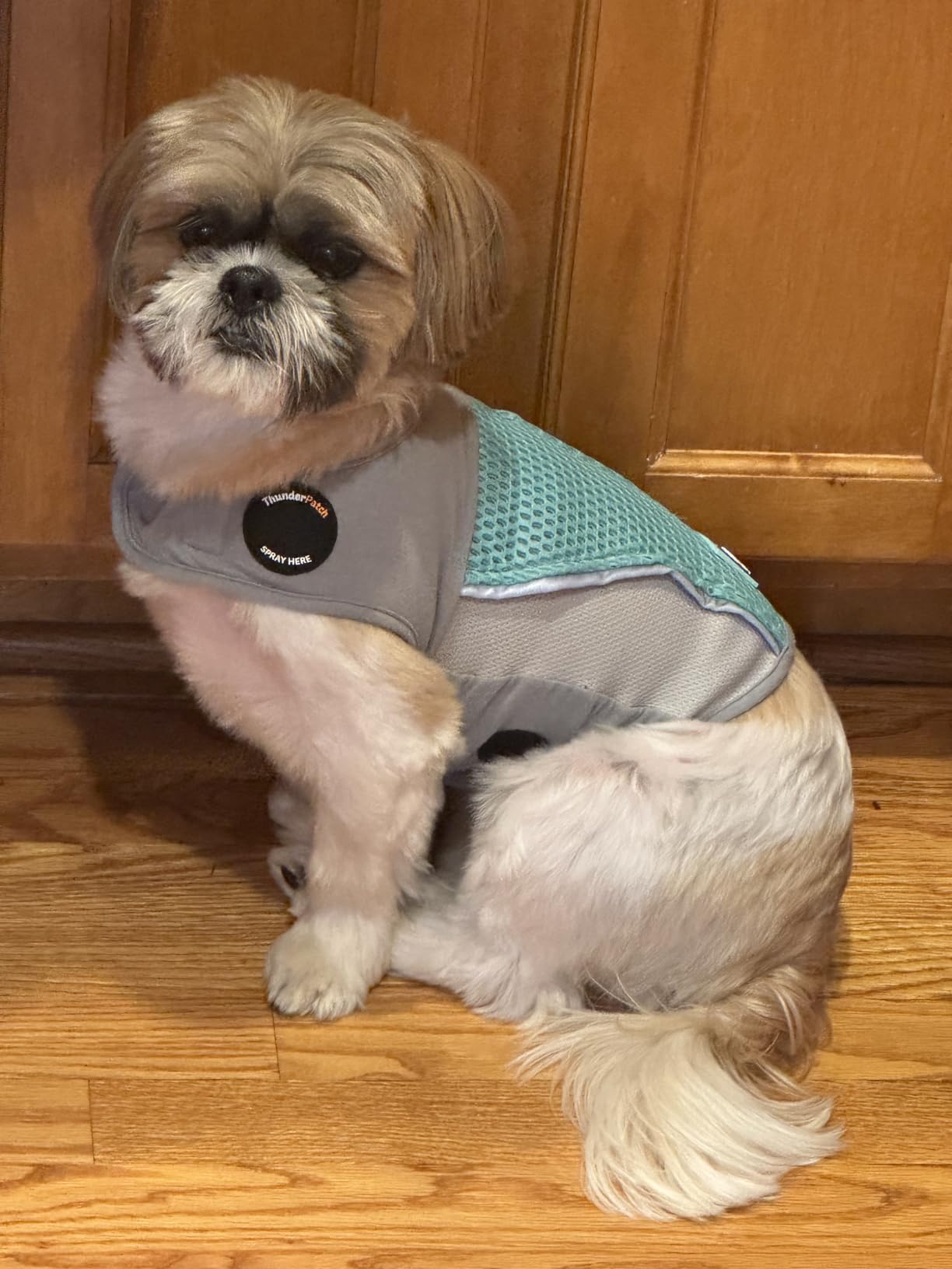 ThunderShirt Breeze for Dogs, Small, Aqua, Extra Breathable Mesh Fabric, Dog Anxiety Relief Vest for Every Day Stress & Calming During Thunder Storms and Fireworks customer photo 1