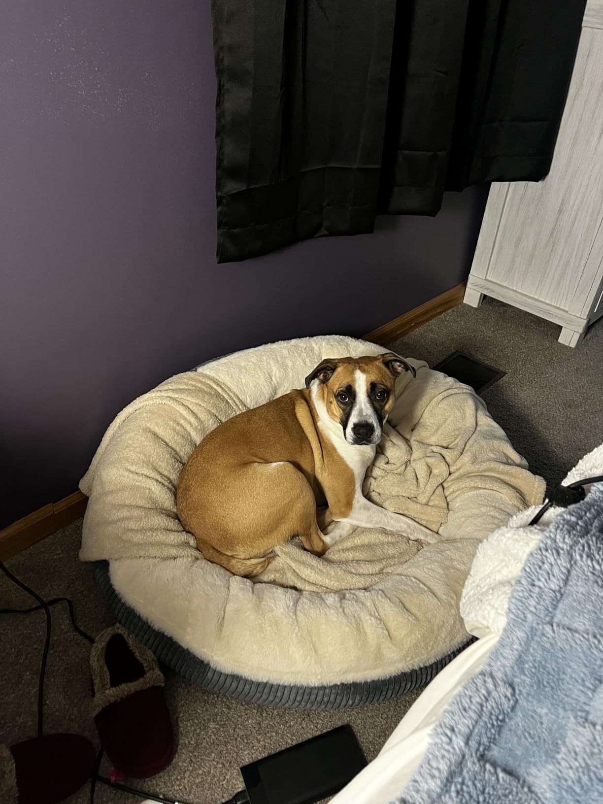 36 inches Donut Dog Bed for Large Dogs - Calming Round Pet Bed with Removable&Washable Cover, Plush Faux Fur & Corduroy, Fits Pets up to 80 lbs(Dark Grey, Large) customer photo 2