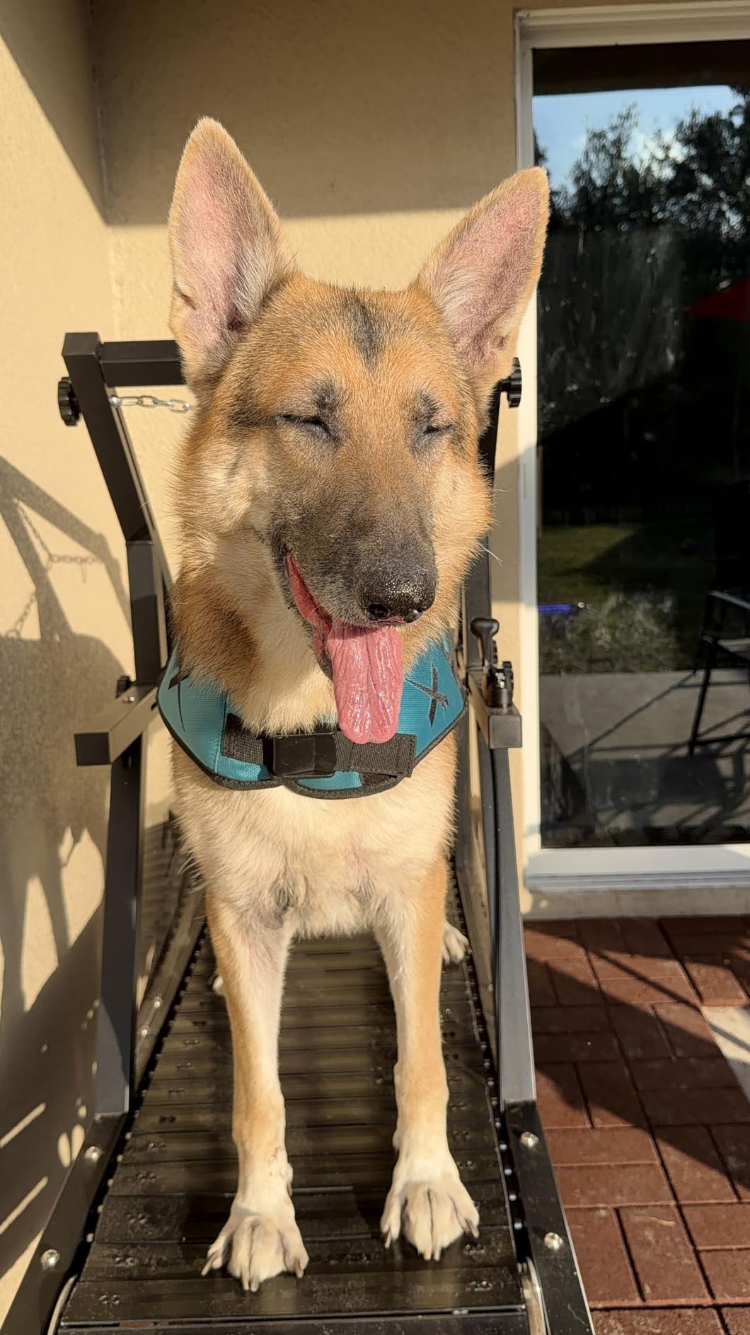 Dog Treadmill, HotFeed Dog Slat Mill for Medium Dogs, Doggy Treadmill with Brake & Plastic Track, Dog Pacer Treadmill to Keep Active and Fit, Up to 250LBS(Medium) customer photo 1