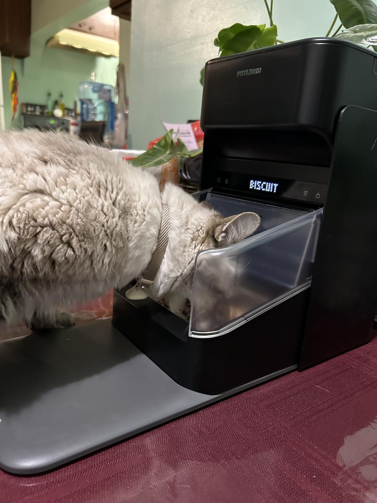 PETLIBRO RFID Automatic Cat Feeder, Collar Tag Activated Personal Meals, 5G Wi-Fi Multiple Cats Feeder for 3 Cats, App Control Cat Food Dispenser for Pets with Different Diets customer photo 2