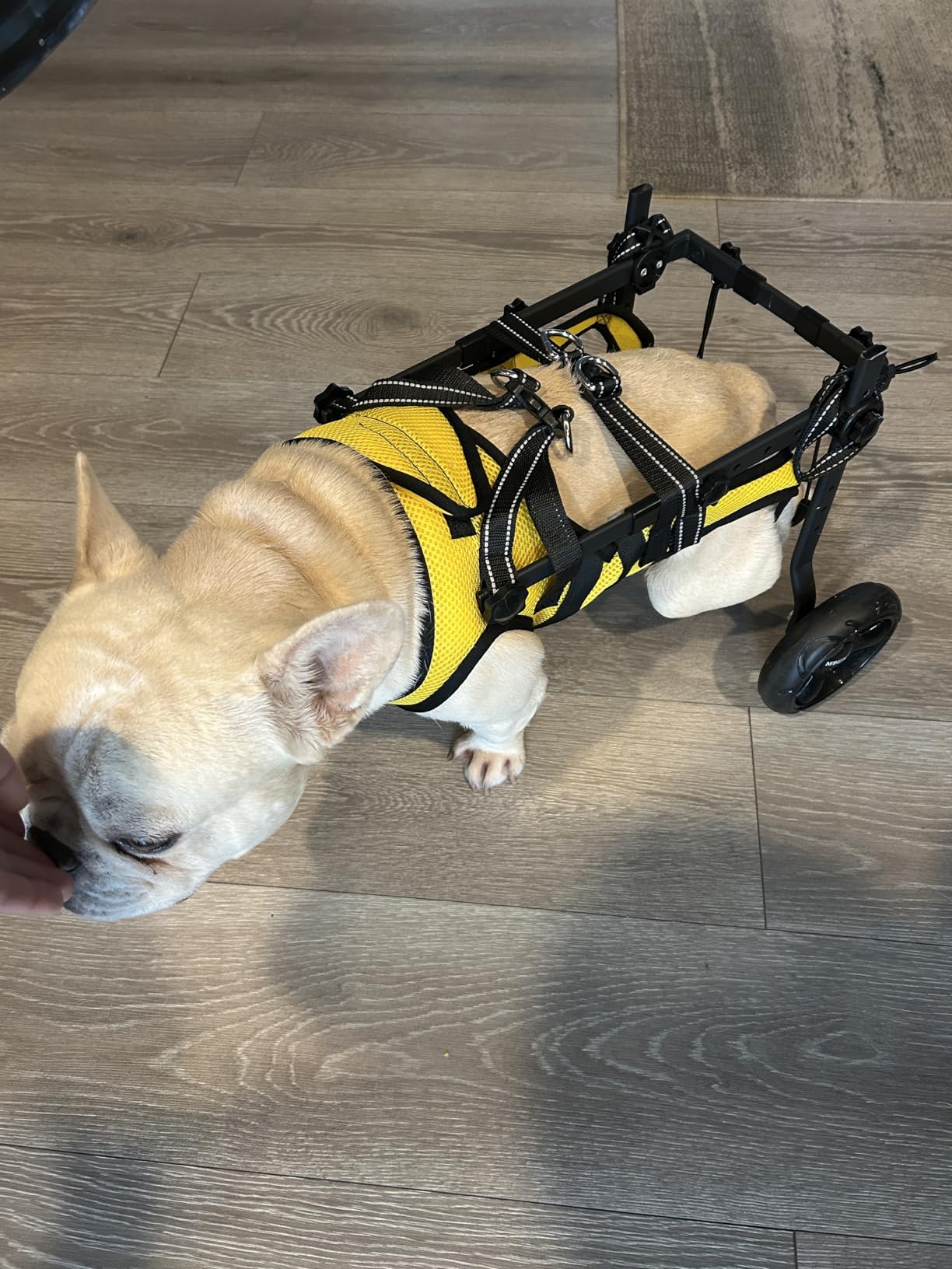 Dog Wheelchair for Back Legs, LED Small Wheelchair for Dogs with Portable Pet Lift, Adjustable Dog Wheels for Disabled Back Legs customer photo 1