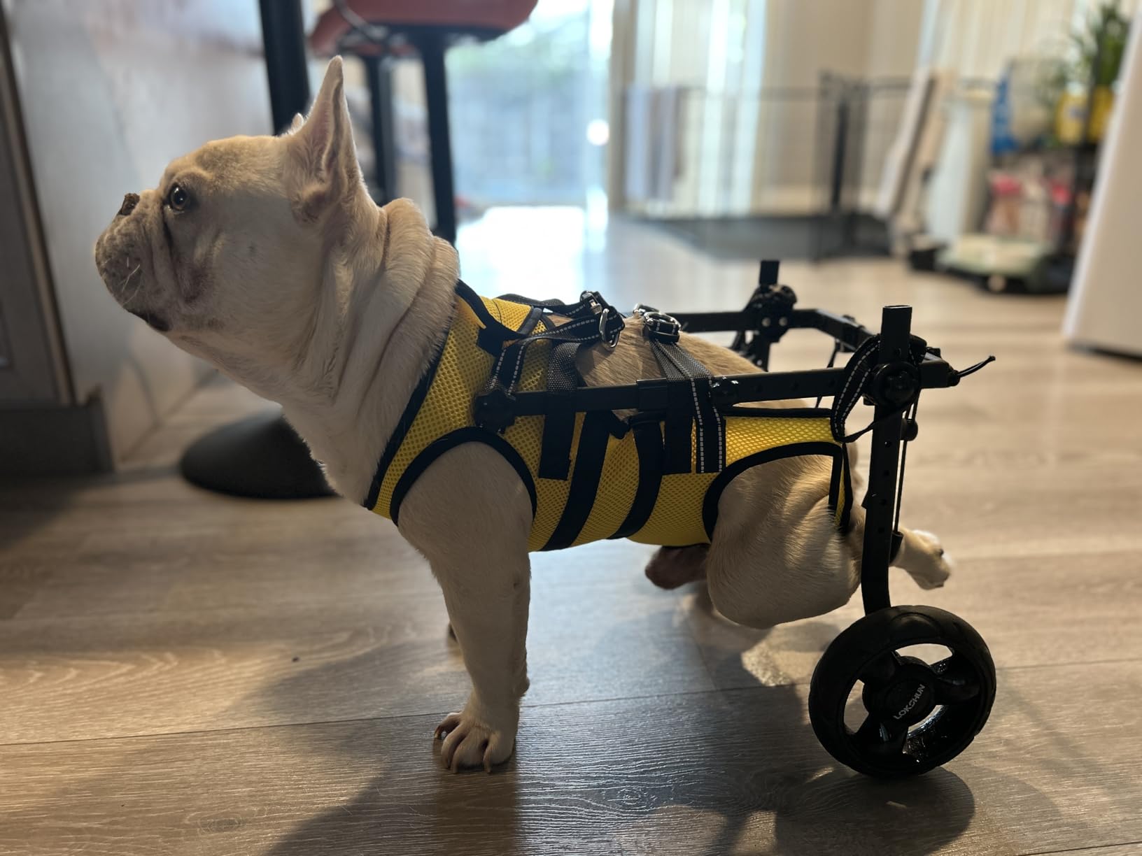 Dog Wheelchair for Back Legs, LED Small Wheelchair for Dogs with Portable Pet Lift, Adjustable Dog Wheels for Disabled Back Legs customer photo 2