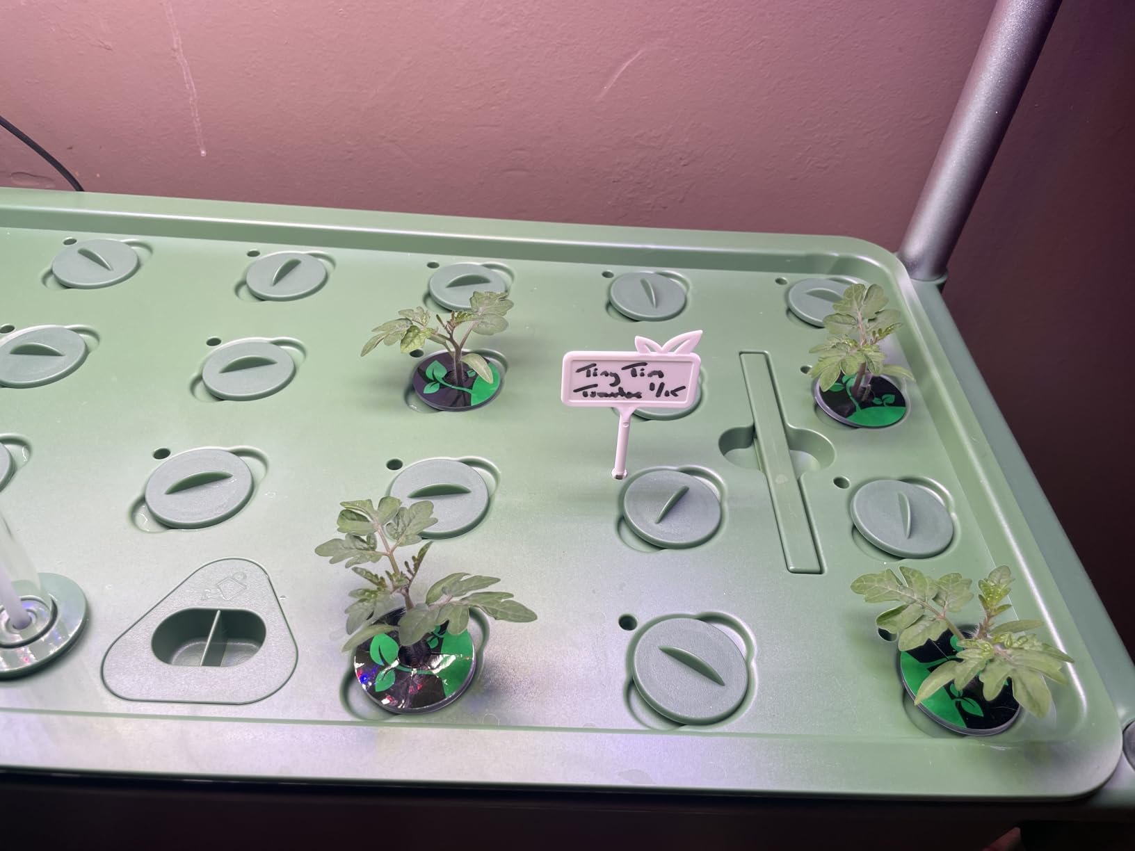 Hydroponics Growing System Kit, 81 Pods Vertical Indoor Herb Garden with Smart LED Grow Light, Auto Circulating Water Pump Each Tier, 42L Hydroponic Gardening Systems customer photo 1