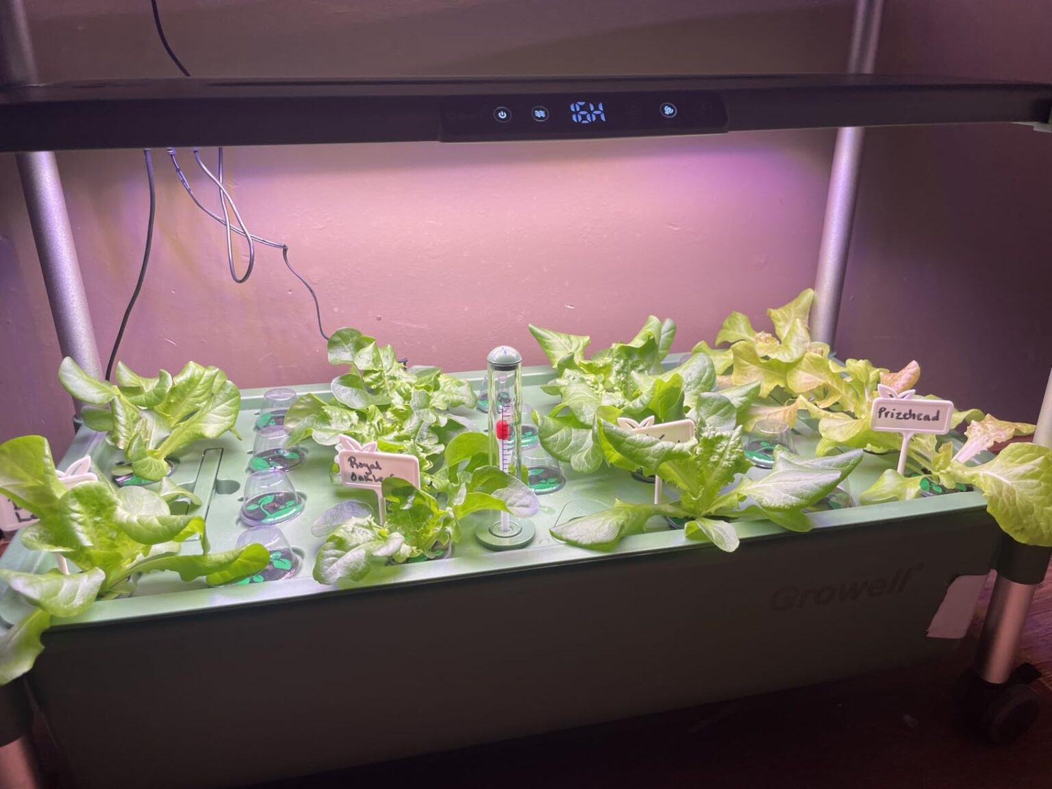 17 Best Commercial Microgreen Growing Rack Systems with LED Lighting ...