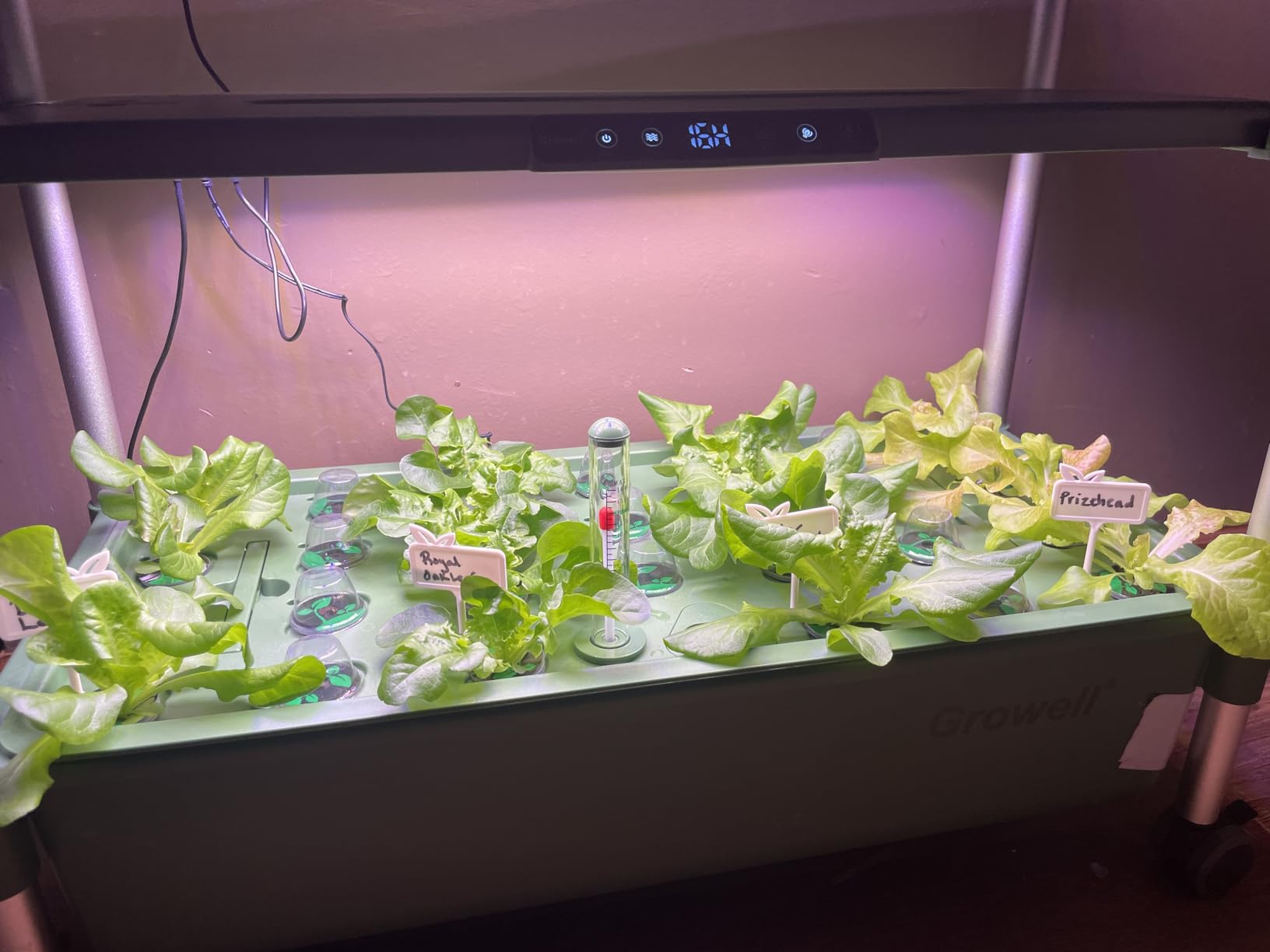 Hydroponics Growing System Kit, 81 Pods Vertical Indoor Herb Garden with Smart LED Grow Light, Auto Circulating Water Pump Each Tier, 42L Hydroponic Gardening Systems customer photo 2