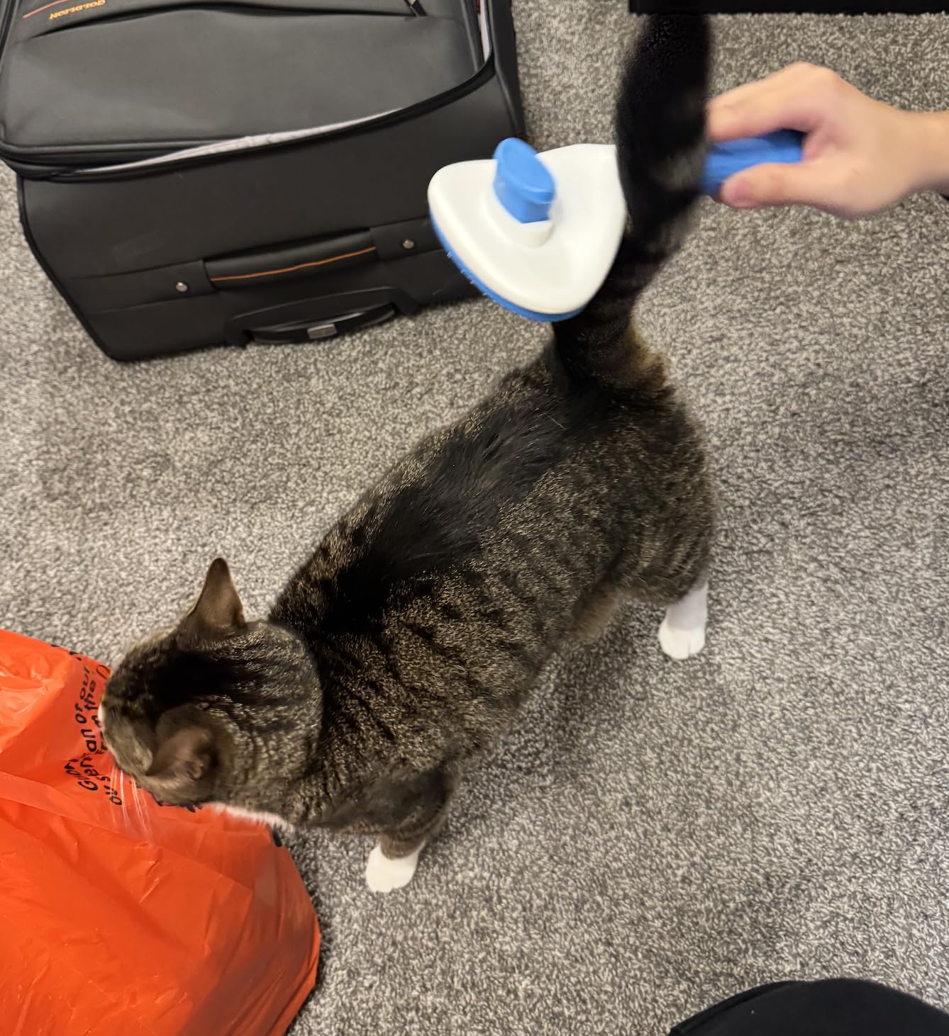 Aglads 3PCS Cat Rabbit Bunny Dog Grooming Kit, Self-Cleaning Slicker Cat & Dog Brush for Shedding, Fine-Needle Comb, Pet Nail Clipper & File for Long/Short-Haired Pets, Easy to Remove Loose (3, blue) customer photo 1