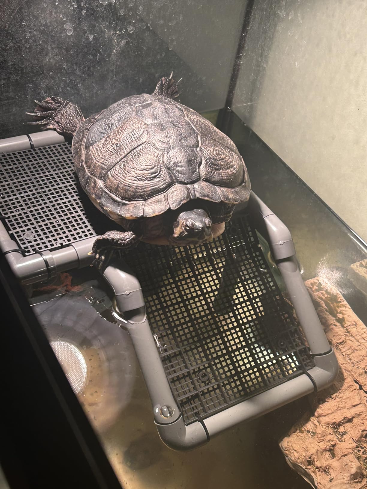 SKARUS Large Standing Turtle Basking Platform with Ramp(6.49