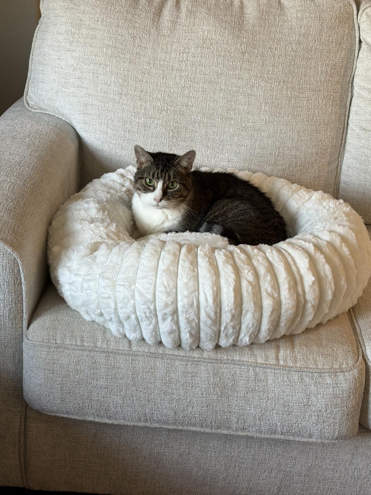 Self Warming Pet Bed, Donut Dog Bed for Large Dogs - Pet Bed with Removable Cover, Self-Heating Winter Pet Beds for Medium & Big Dogs, Egg Tart Design (L) customer photo 1