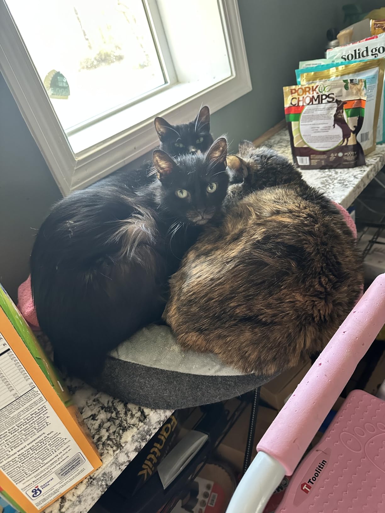 Heated Cat Bed for Small Cats, 19