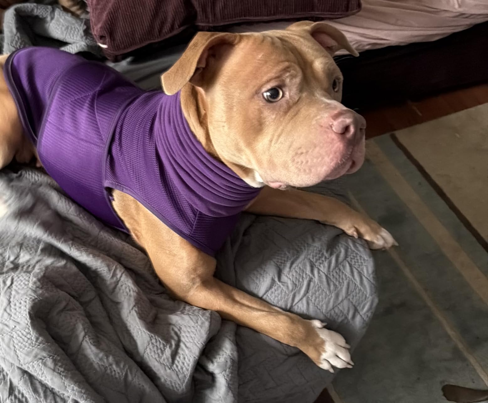 Dog Anxiety Vest with Hood, Skin-Friendly Thunder Jacket for Dogs, All-in-One Dog Calming Shirt with Hood for Thunder, Fireworks, Separation - Keep Pet Calm Without Medicine, Purple, S customer photo 1