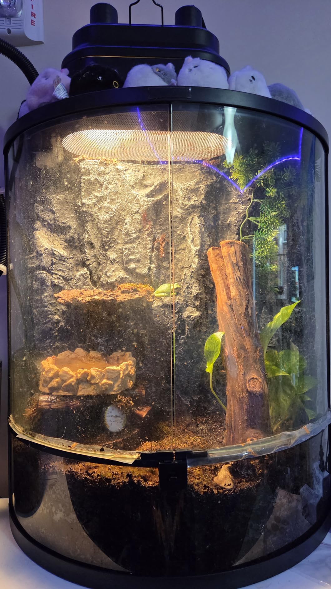 Reptile Humidifier Fogger for Terrariums, Timer Function, 1 Gallon, Adjustable Fog Volume, Ideal for Bearded Dragons, Lizards, Geckos, Snakes, Tortoises, Remote Control customer photo 2