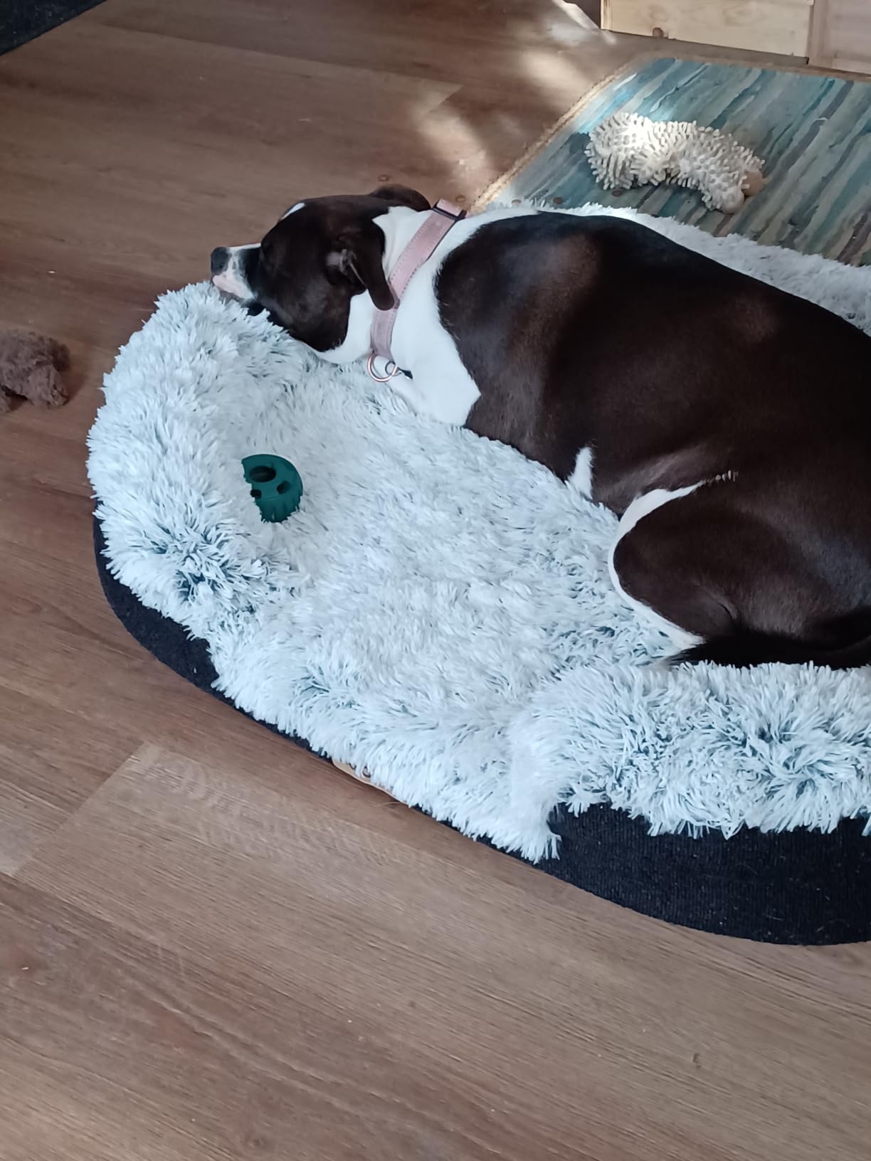 Fluffy Orthopedic Dog Bed for Large & Extra Large Dogs, Calming Plush Sofa Bed with Curved Bolster Support and Egg-Crate Foam Base, 43