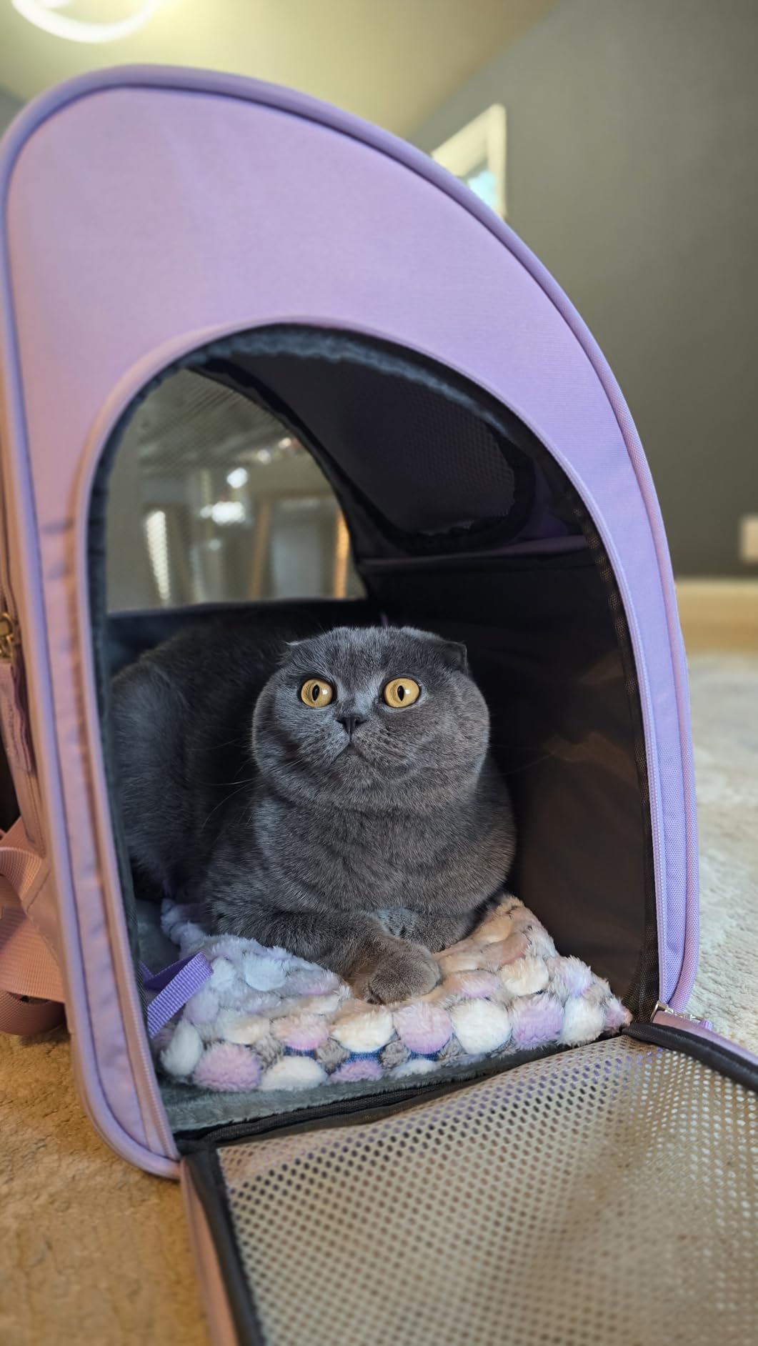 Lollimeow Expandable Cat Carrier Backpack for Large Cats - Airline Approved Pet Carrier Backpack for Small Dogs, Hiking & Travel, Waterproof with Breathable Mesh, 14lbs Capacity (Dark Grey, Standard) customer photo 2