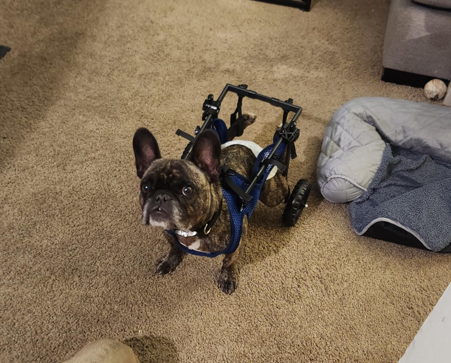 Adjustable Large Dog Wheelchair for Back Legs, Upgraded Wheel, Disabled Pets, Leg Brace, Mobility Aid for Large Pets, Hind Limb Rehabilitation customer photo 1