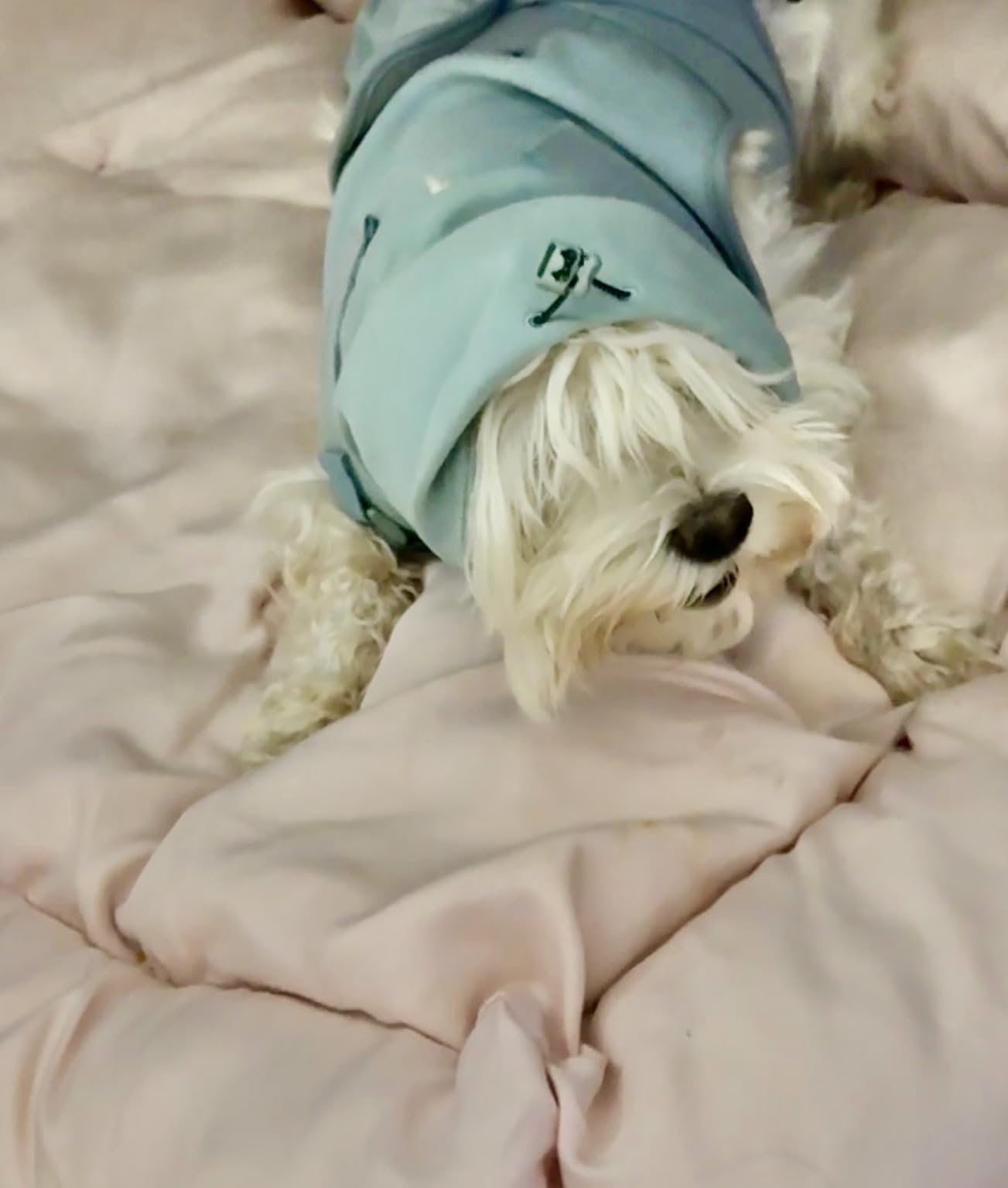 Spark Paws Anxiety Relief Vest for Dogs - Gentle Compression Dog Anxiety Suit, Calming Wrap for Separation Anxiety, Thunder, Fireworks, Suitable for Small Medium and Large Breeds - Teal - Size S customer photo 2