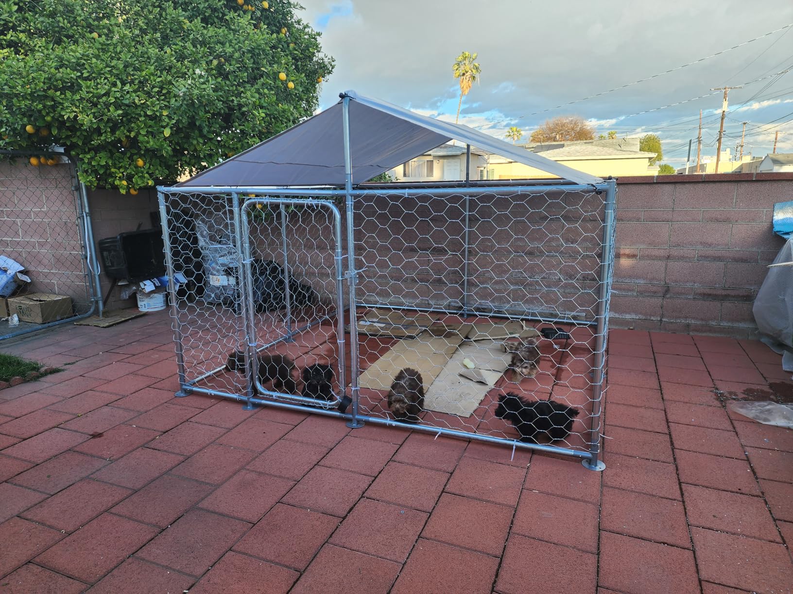 7.8' x 7.8' Heavy-Duty Outdoor Dog Kennel with Waterproof Cover, UV-Resistant Roof, Secure Locking Mechanism for Large Dogs, Metal Enclosure for All Weather Conditions(90x90x63IN) customer photo 1