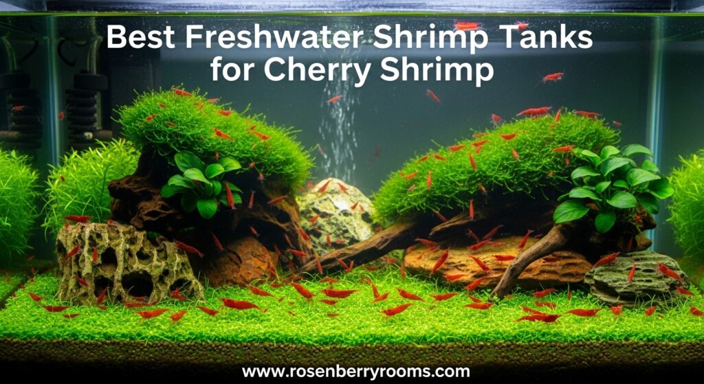 The current image has no alternative text. The file name is: Best-Freshwater-Shrimp-Tanks-for-Cherry-Shrimp.jpg