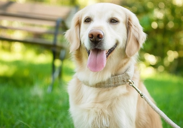 Best Hemp Dog Collars & Leashes