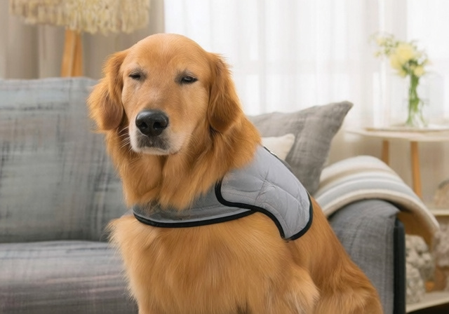 Best Compression Anxiety Vests for Dogs