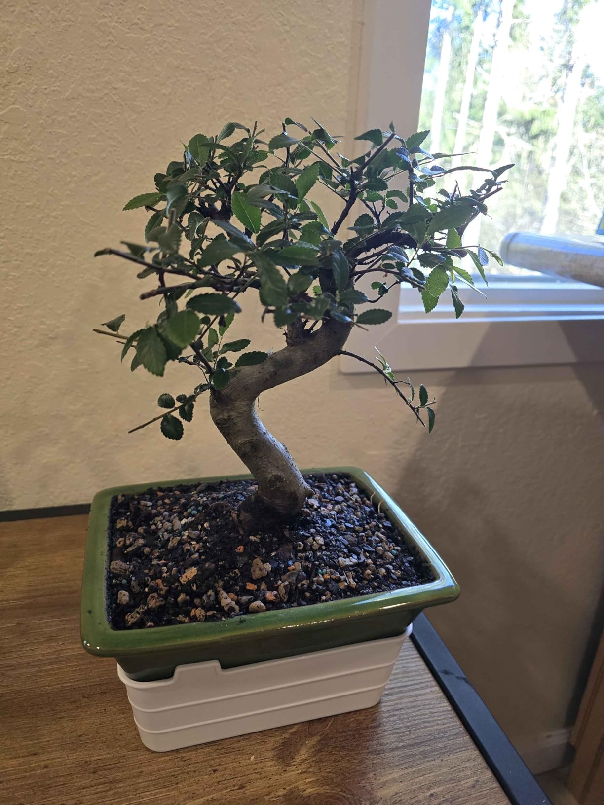 Brussel's Bonsai Live Chinese Elm Bonsai Tree, Outdoor - Medium, 7 Years Old, 8 to 10 inches Tall - Includes Decorative Ceramic Bonsai Pot customer photo 1