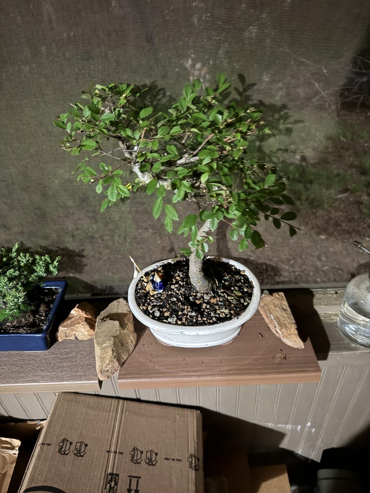 Brussel's Bonsai Live Chinese Elm Bonsai Tree, Outdoor - Medium, 7 Years Old, 8 to 10 inches Tall - Includes Decorative Ceramic Bonsai Pot customer photo 2