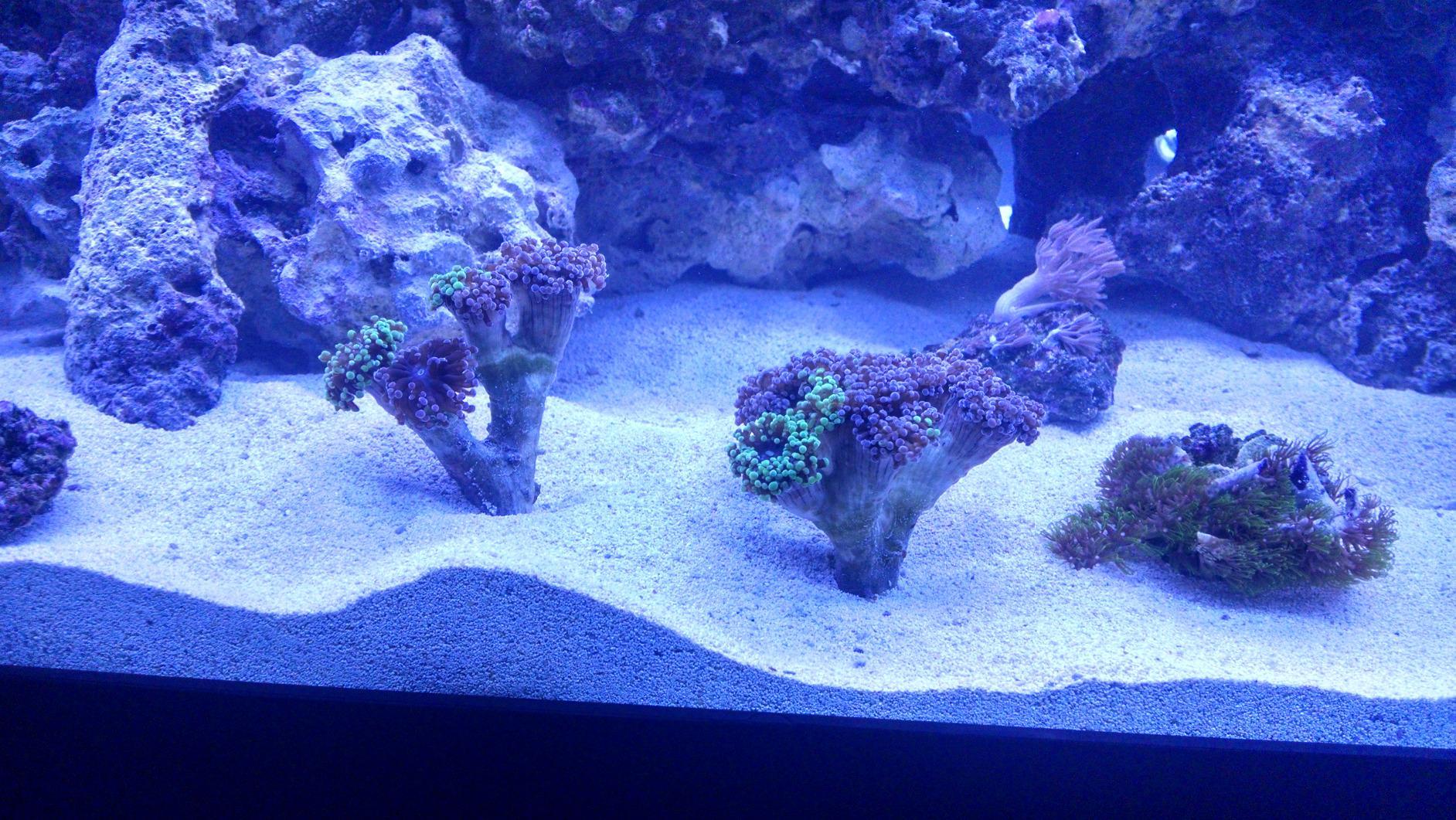 Current USA 24-36 Inch Orbit Marine LED Saltwater Reef Marine Aquarium Light | 24 Hour IR Lighting & eFlux Wave Pump Control | Adjustable Color Spectrum for Fish Tank (4101) customer photo 1
