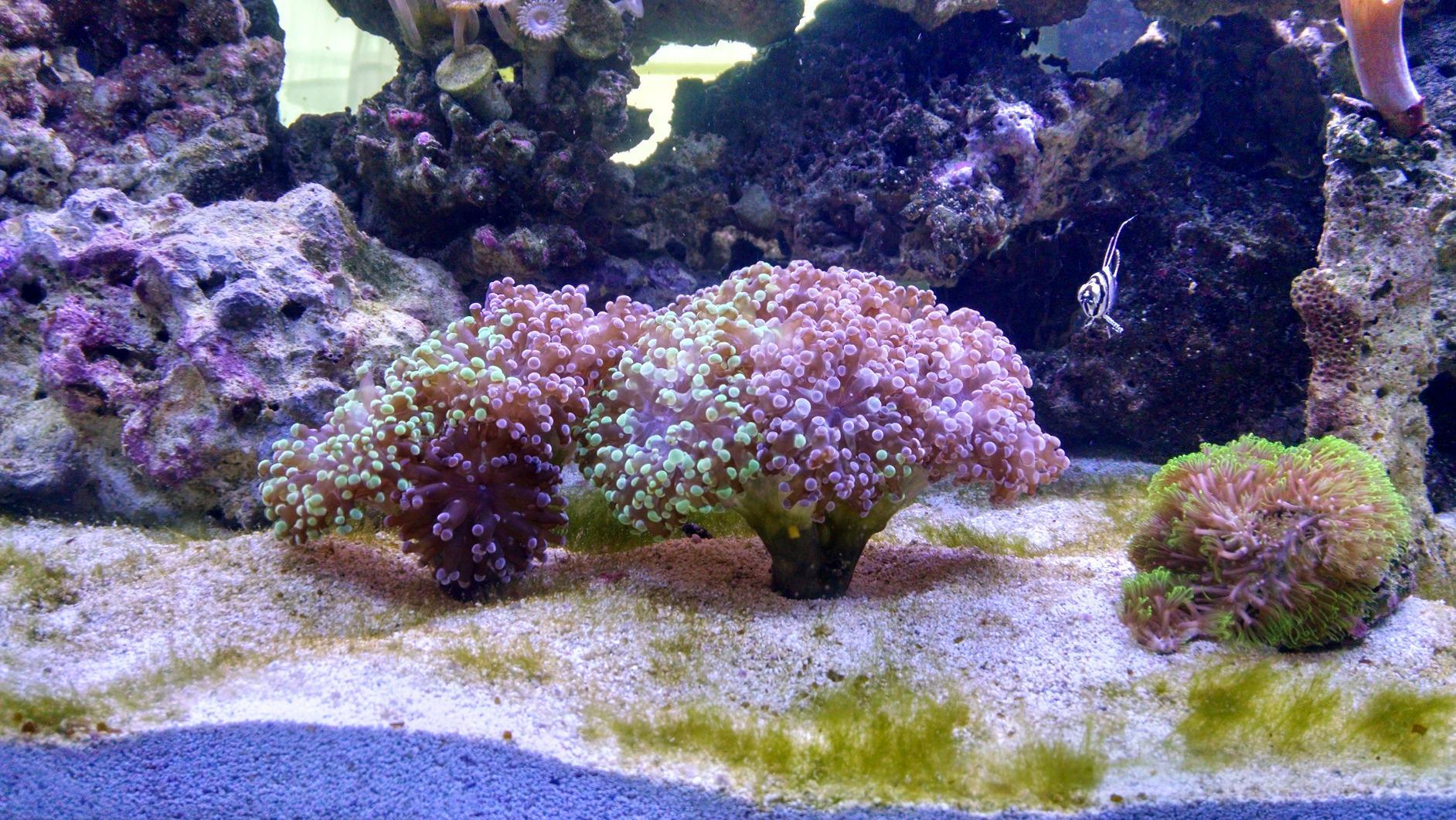Current USA 24-36 Inch Orbit Marine LED Saltwater Reef Marine Aquarium Light | 24 Hour IR Lighting & eFlux Wave Pump Control | Adjustable Color Spectrum for Fish Tank (4101) customer photo 2