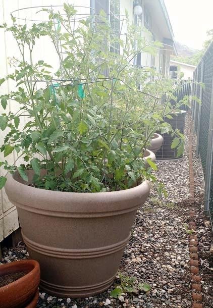 Tusco Products RR20TC Rolled Rim Garden Planter, Terra Cotta, 20In customer photo 2