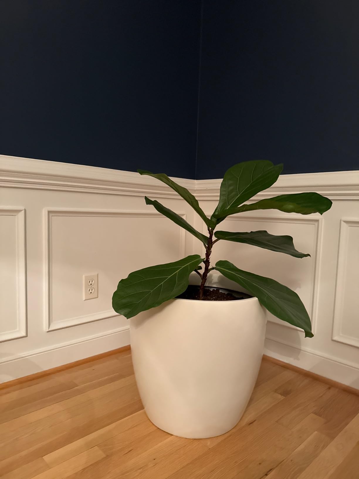 Napa Round Cylinder Fiberglass Planter, White, 10.75 Inch customer photo 1