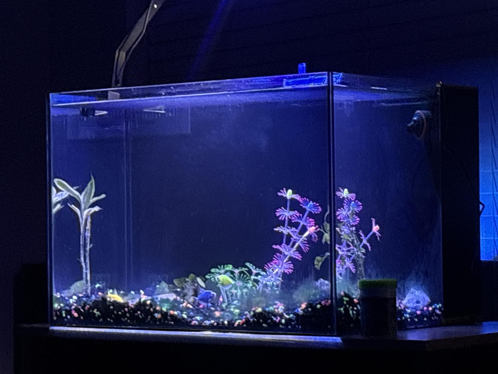 Landen 45P 15 Gallon Ultra Clear All Glass Rimless Low Iron Aquarium with Rear Filtration Chamber customer photo 1