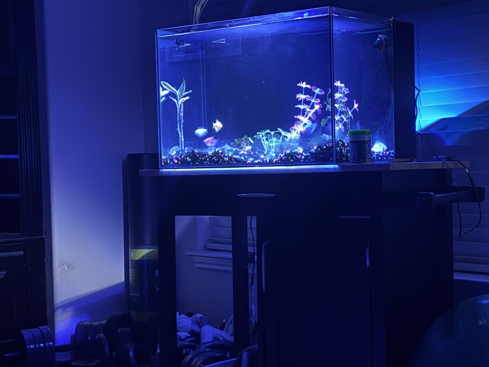 Landen 45P 15 Gallon Ultra Clear All Glass Rimless Low Iron Aquarium with Rear Filtration Chamber customer photo 2