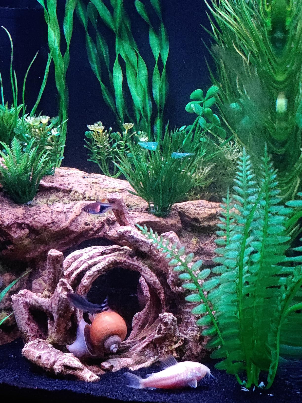Coralife BioCube, Aquarium Kit, Integrated 24-hour Timer, Customizable LED Lighting, 32 Gallon customer photo 2