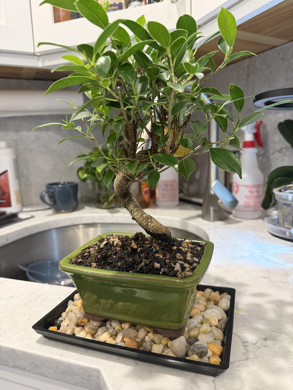 Brussel's Bonsai - Live Golden Gate Ficus Bonsai Tree with Ceramic Bonsai Pot & Humidity Tray, Indoor Bonsai Plant, 7 Years Old, 8-16 Inches Tall (Medium) customer photo 1
